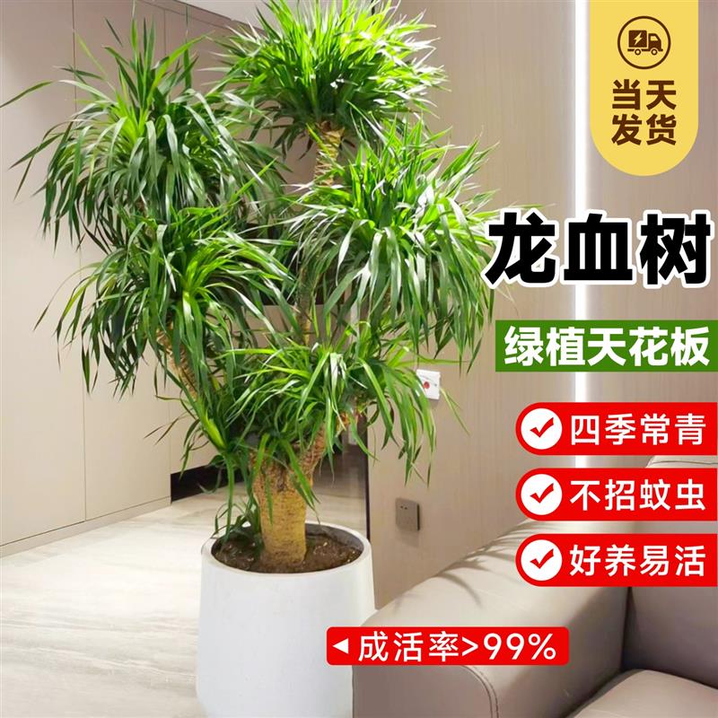 龙血树大型室内盆栽多头龙须树绿植客厅办公室龙铁树植物造型盆景