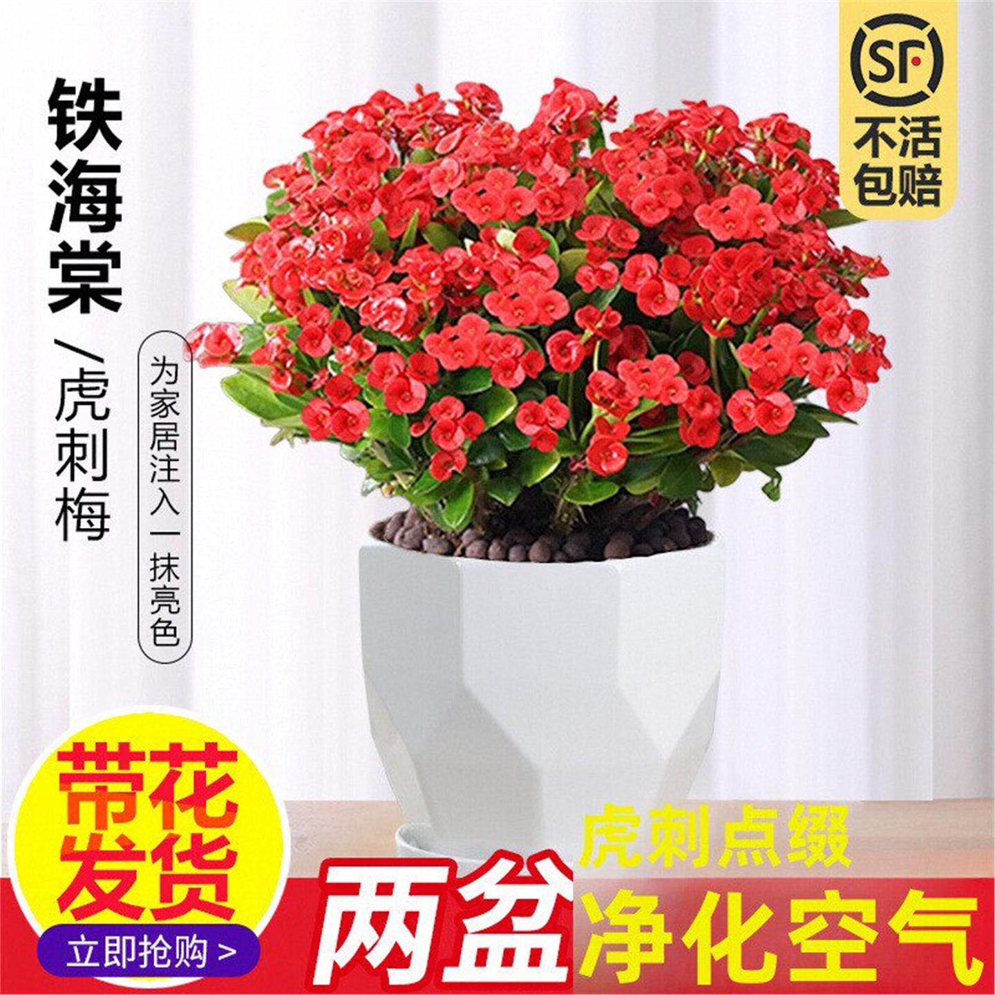 铁海棠盆栽花卉室内盆景绿植四季开花虎刺梅办公阳台花卉开花植物