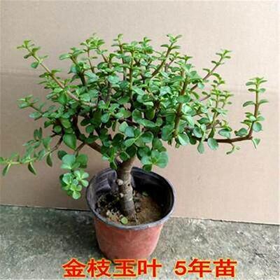金枝玉叶盆栽又名马齿苋