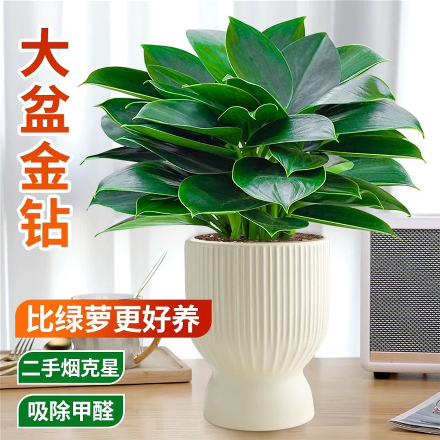 大叶铂金钻盆栽甲醛植物办