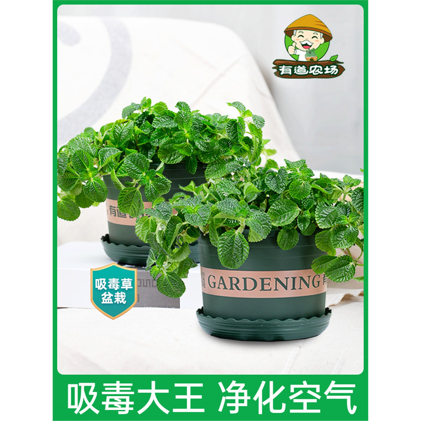 薄荷盆栽吸毒草植物室内净