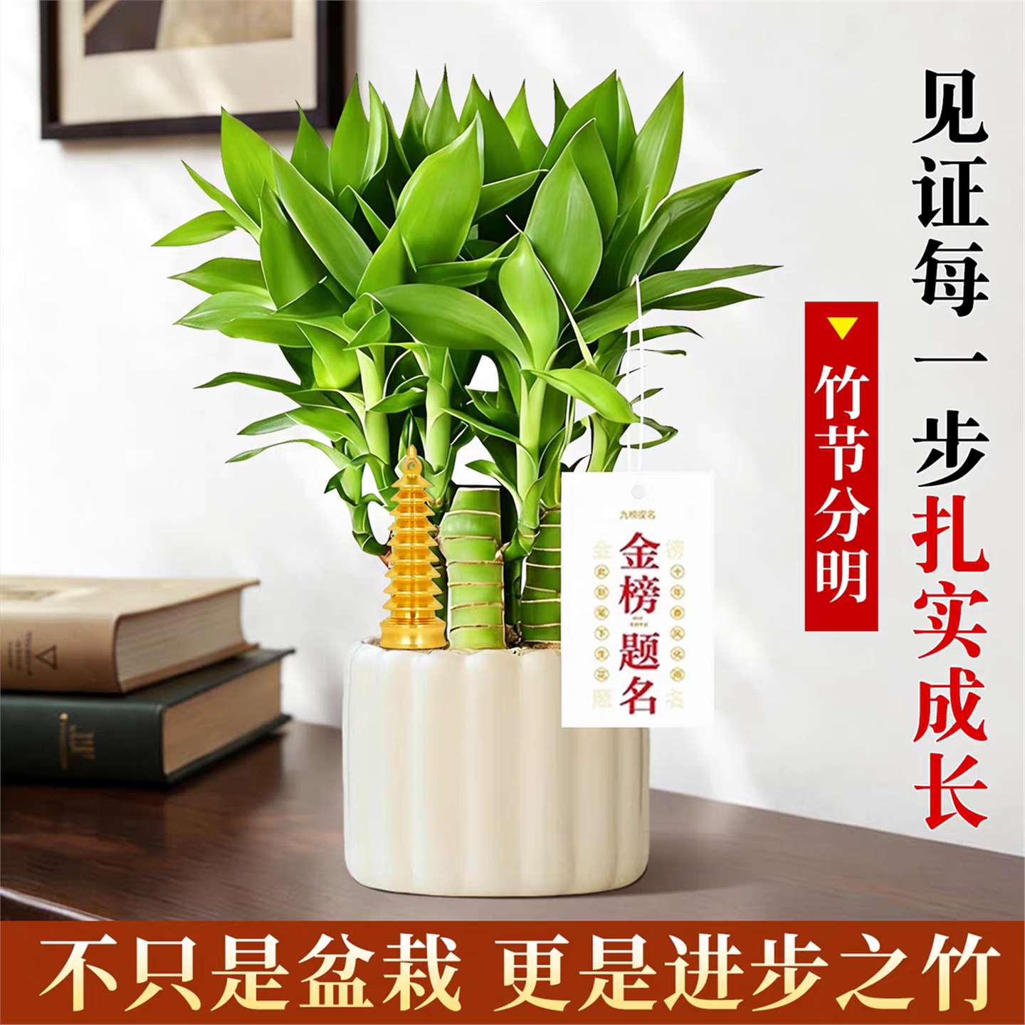 文昌竹4支富贵带根中高考