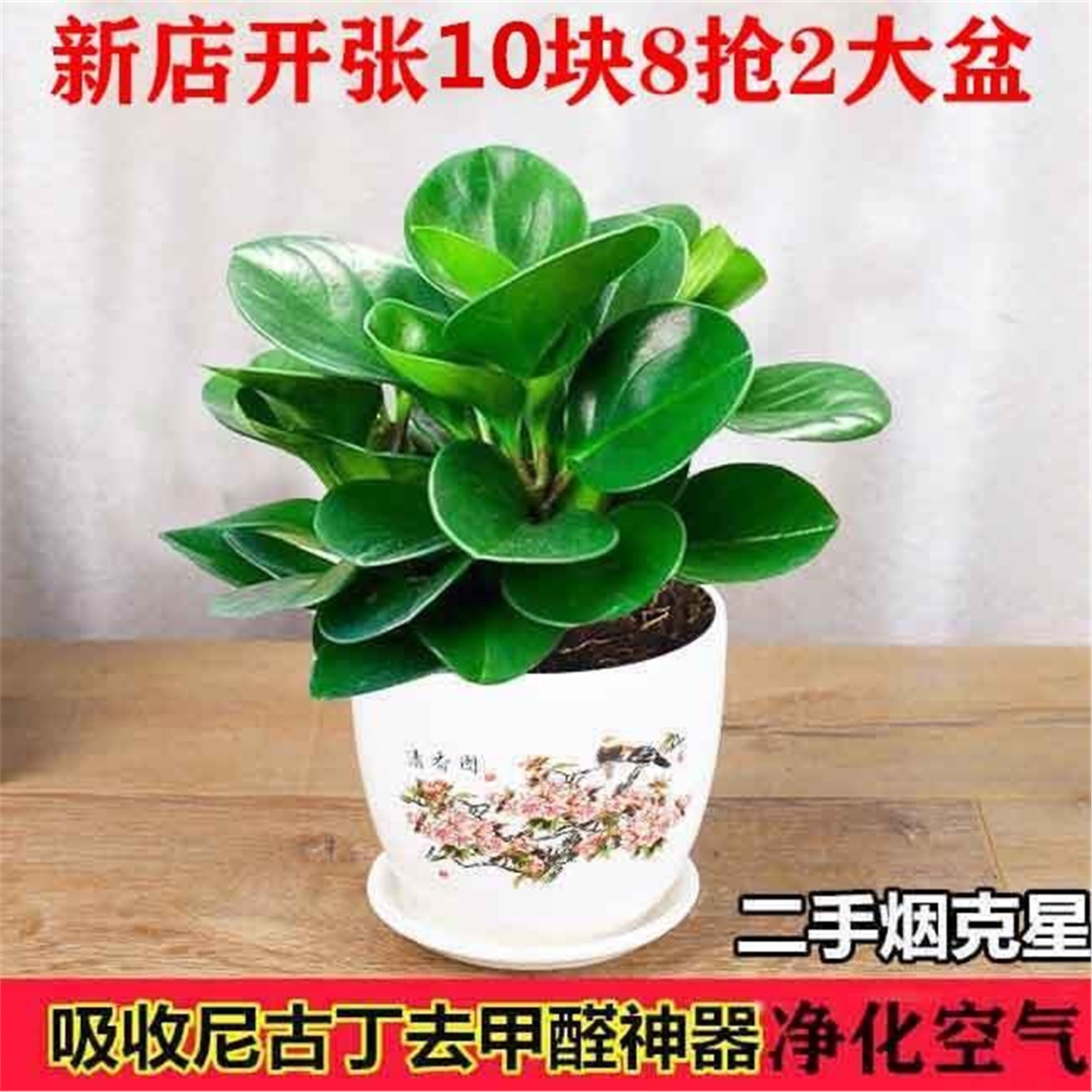 四季常青豆瓣绿吸烟鬼花叶