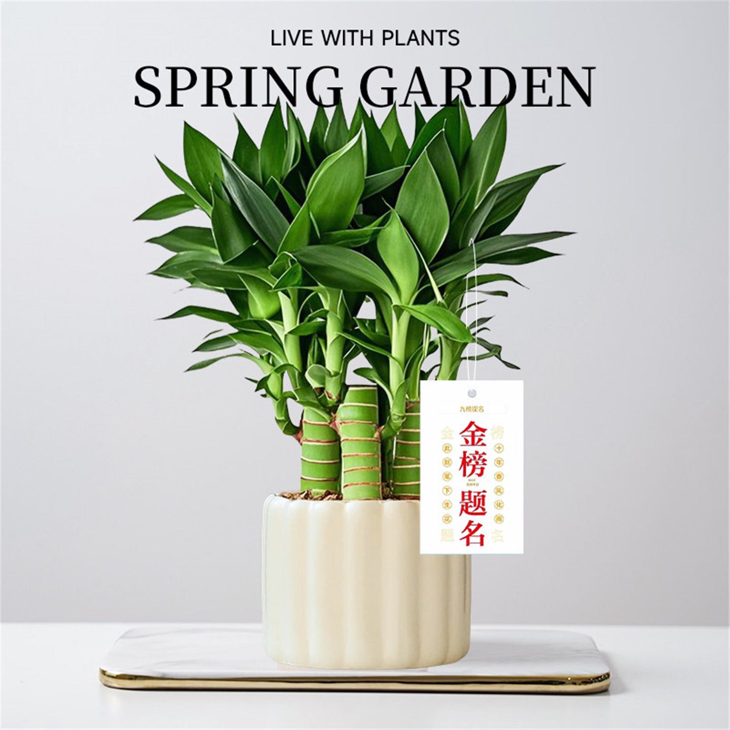 文昌竹4支富贵带根高考金