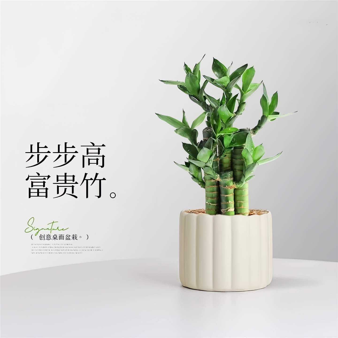 富贵竹盆栽室内桌面绿植文