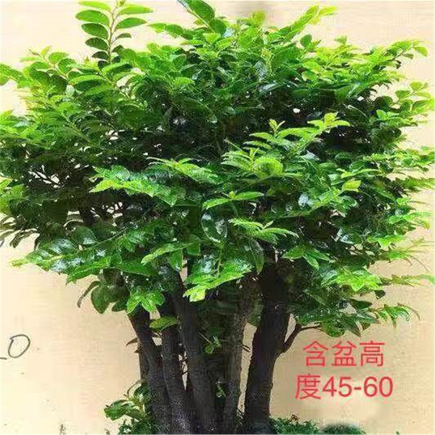 小叶紫檀盆景老桩栽树苗熟图片