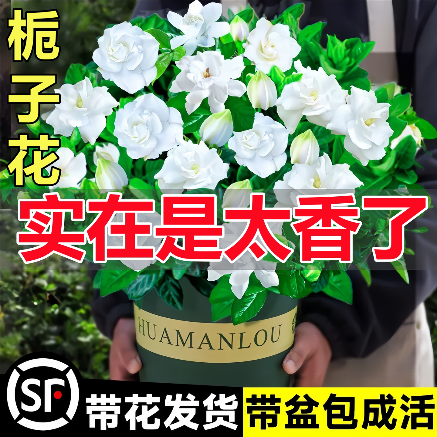 栀子花盆栽四季开卉大全树图片