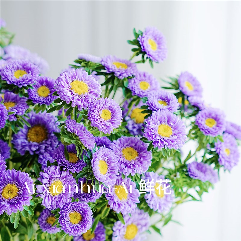 人见人爱清新可爱迷人紫色翠菊鲜花家居办公插花水养云南直发花