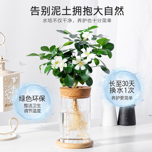 竹芋九里香文竹花卉盆栽水培植物办公室内桌面水养好养桌面小绿植