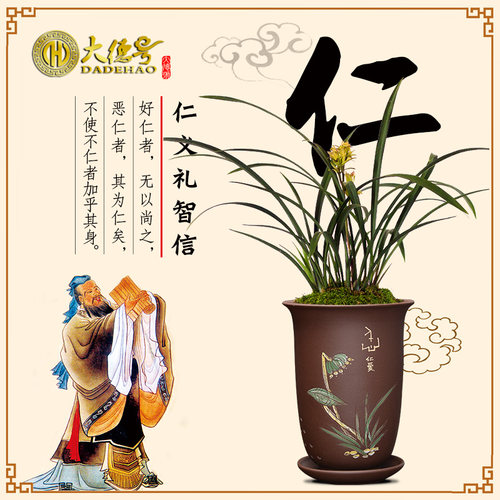 大德号宜兴紫砂君子兰花盆吊兰建兰四季兰陶瓷紫砂盆兰花盆专用盆
