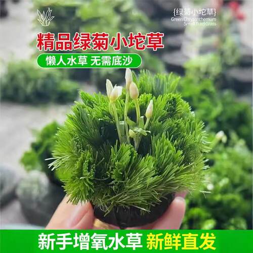 绿菊坨草增氧懒人球形水草一整套斗鱼鱼缸造景无需底砂净化水质