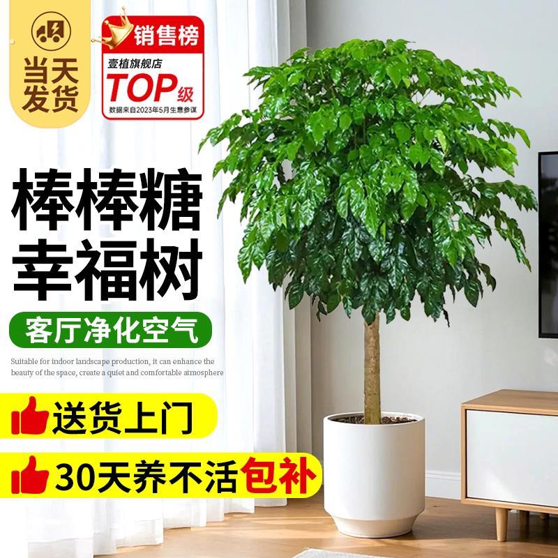 棒棒糖幸福树大型绿植客厅玄关办公室内绿植盆栽四季常青装饰植物