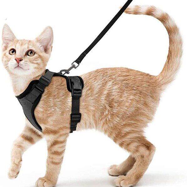 网红猫咪牵引绳背心式外出专用防挣脱遛猫绳自动伸缩背带溜猫链子