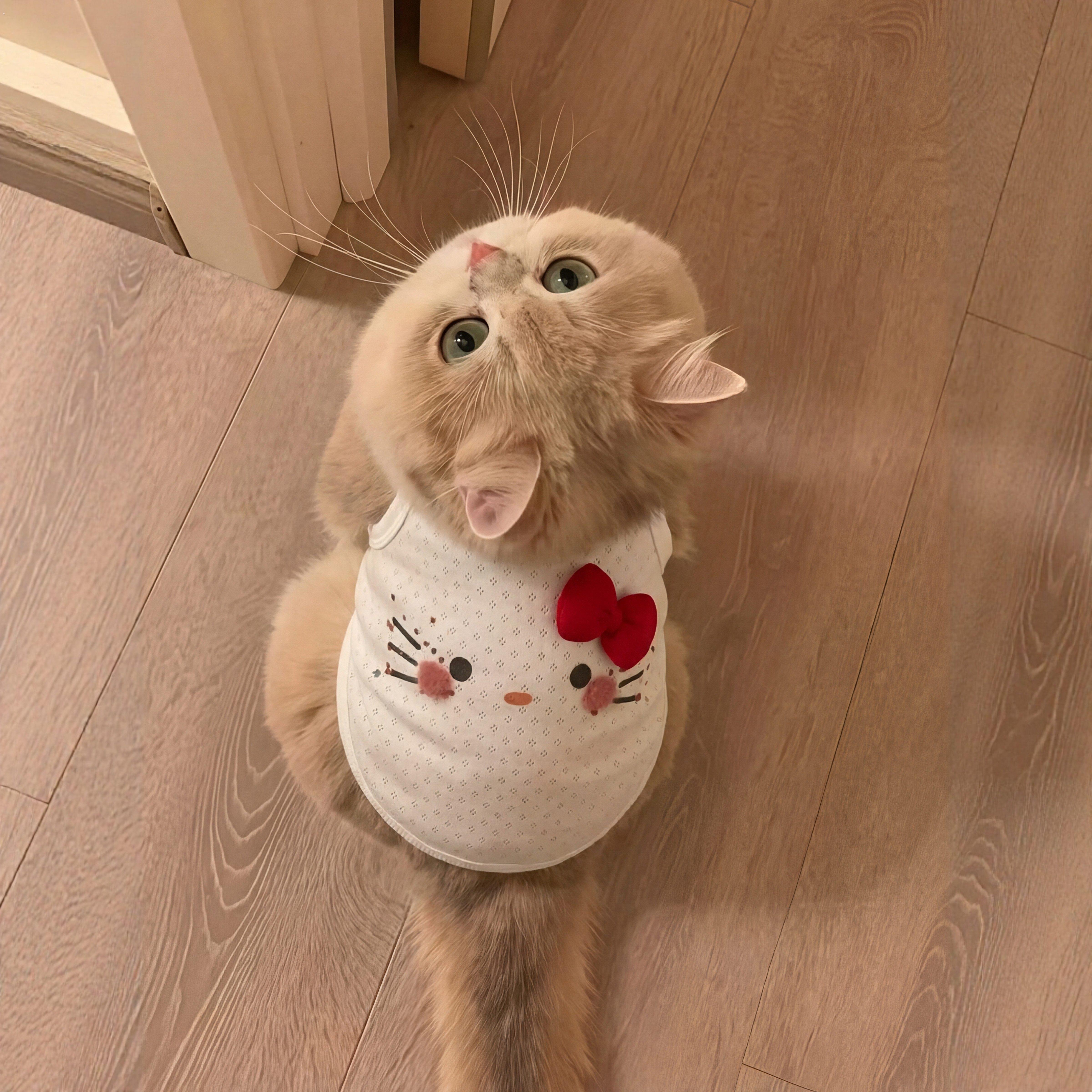 猫咪衣服小猫防掉毛薄款夏季背心2026新款德文猫布偶猫宠物狗衣服