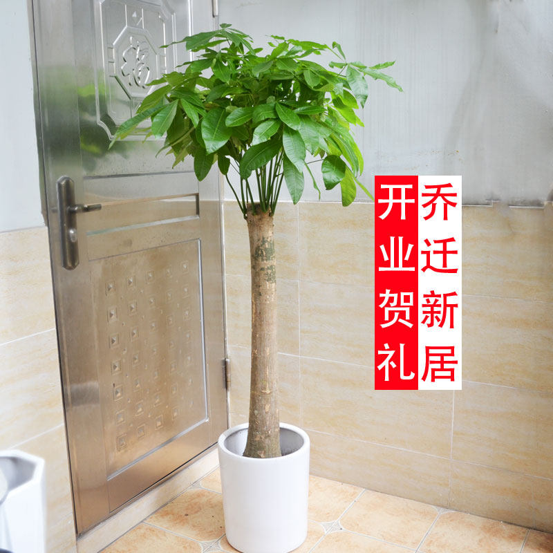 独杆发财树/独根单头发财树/室内花卉盆栽/客厅办公室植物/重庆
