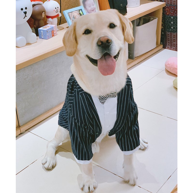 狗狗西装婚礼礼服中型犬大型犬大狗西服法斗金毛生日衣服夏季薄款