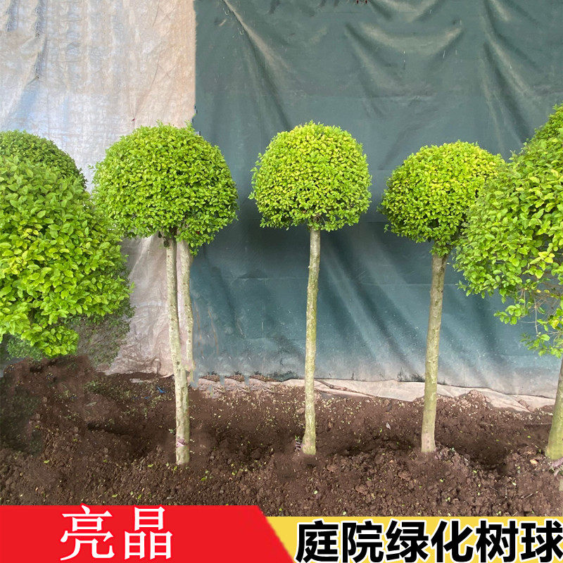 小叶女贞球庭院别墅绿化球 花镜植物亮晶女贞树苗 四季常青棒棒糖