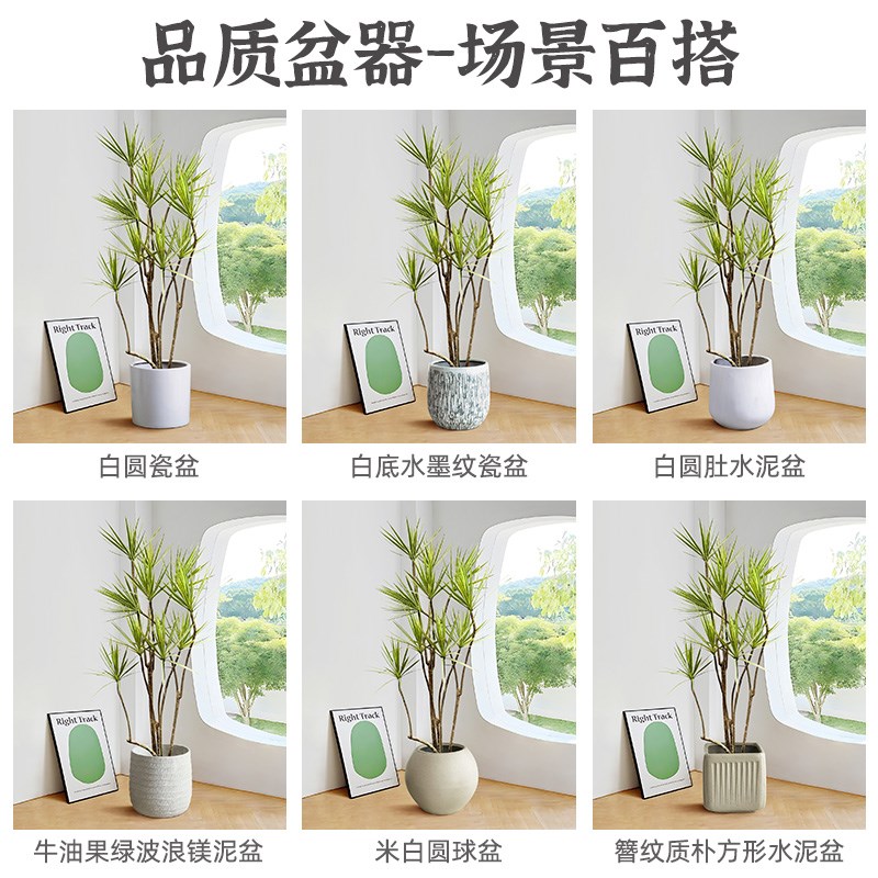 千年木客厅绿植室内好养网红龙血树马尾铁真植物造型七彩铁大盆栽