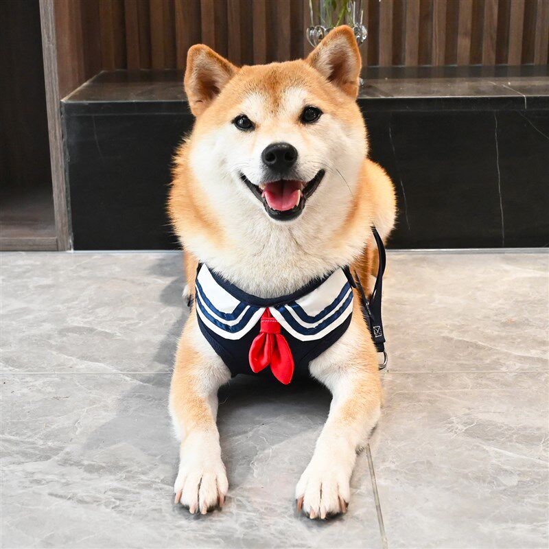 柴犬胸背牵引绳学院风领巾胸背带 可伸缩遛狗绳配件泰迪柯基法斗