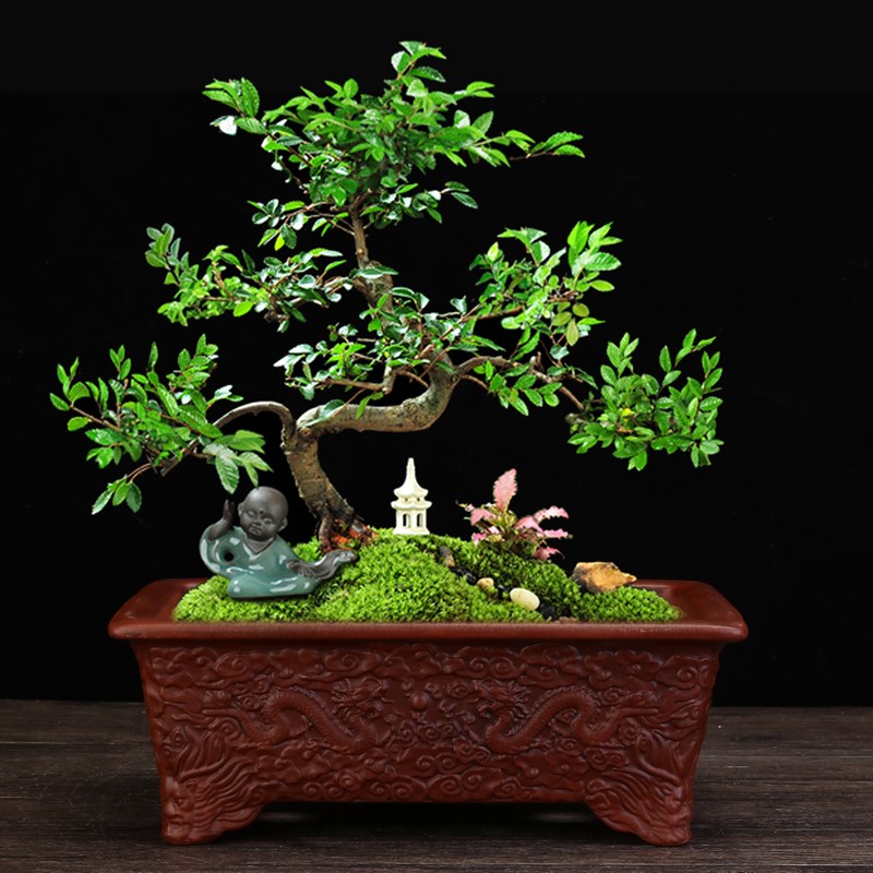 宜兴紫砂花盆仿古精品马槽长方形客厅阳台盆景榕树文竹盆栽中国风