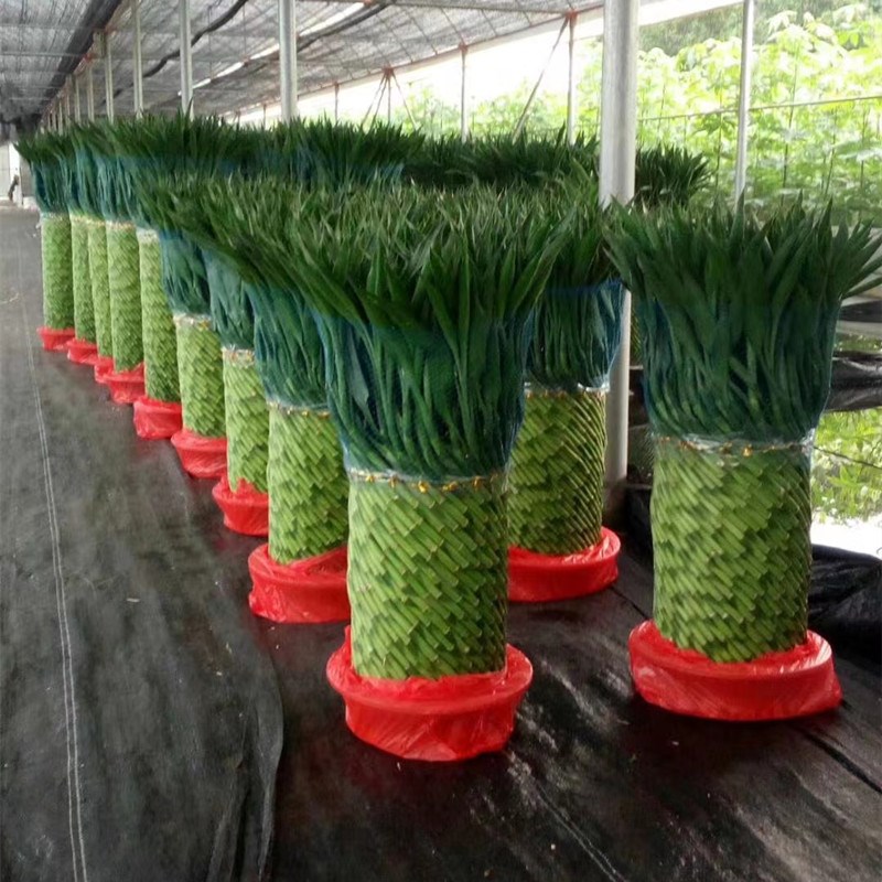 观音竹编制富贵招财竹水培绿植物新房乔迁开业办公室呢客厅吸甲醛