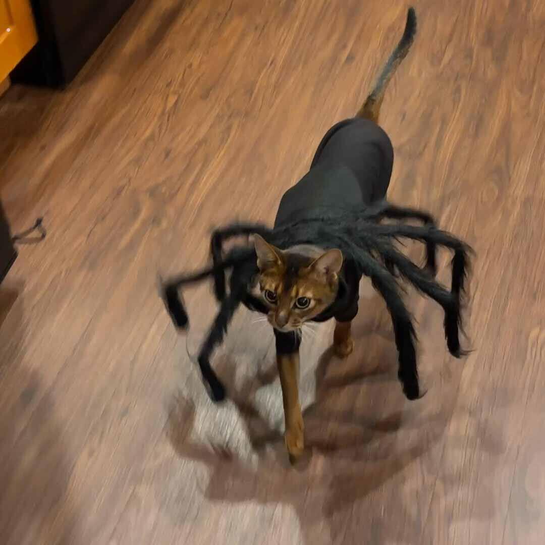 宠物万圣节毛绒丝黑蜘蛛大中小型犬狗狗猫咪搞怪衣服宠物装饰鬼节