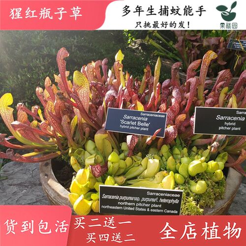 瓶子草大型食虫植物捕虫食虫草驱蚊草捕蚊草猪笼草食人花买二送一