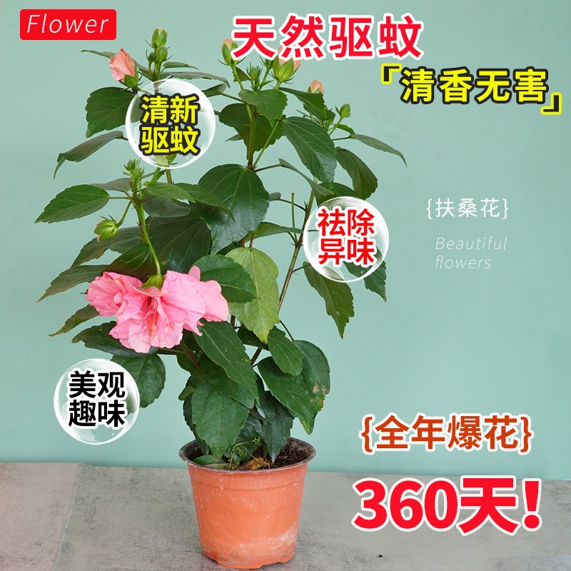 丹麦木槿花盆栽扶桑带花苞重瓣大苗阳台庭院开花驱蚊植物朱槿花苗