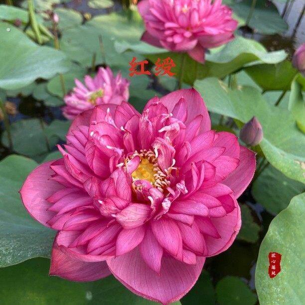 红绶【匠心莲苑】小微型碗莲 窗台阳台露台碗莲
