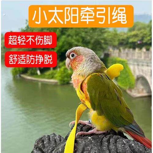 小太阳牵引绳鹦鹉外出超轻放飞绳背心弹力专用玄凤牡丹虎皮鸟用带
