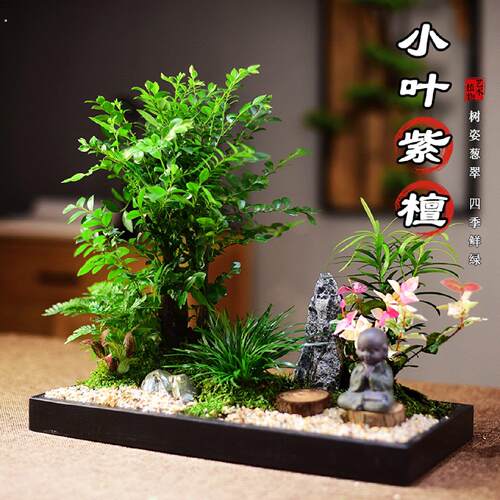 小叶紫檀盆景室内绿植黑骨茶观赏中式国风桌面盆栽美观摆件送礼