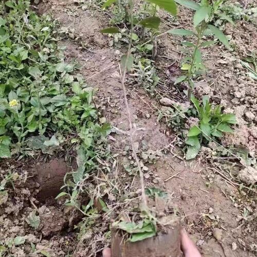 不锈钢移苗器移栽器大脚蹬胶皮把手加厚补玉米苗蔬菜西瓜移栽苗器