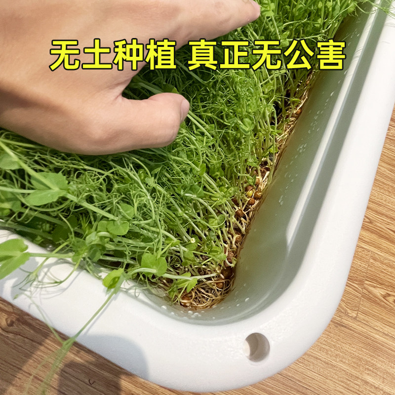 豆芽发芽盆芽苗菜育苗菜盆豆苗种植无土栽培设备水培蔬菜芽菜小麦