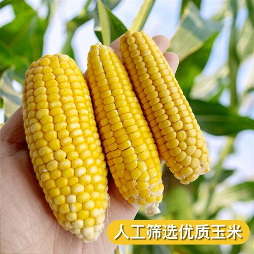 玉米磨牙棒金丝熊仓鼠小宠磨牙小零食