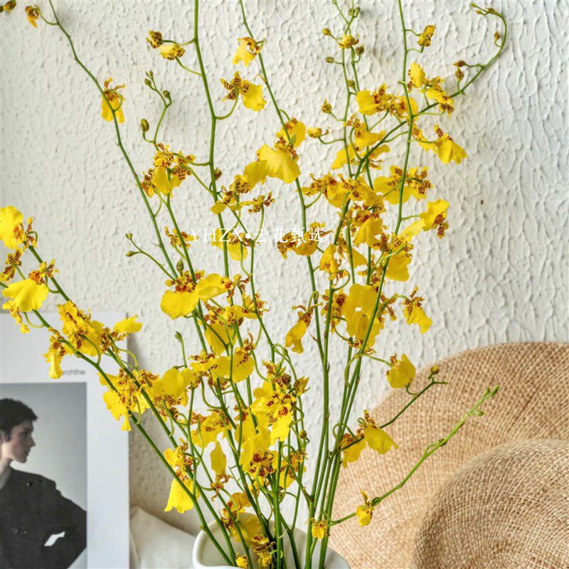 【云花甄选】特级跳舞兰鲜切花黄色花材天花板云南空运包邮造型王