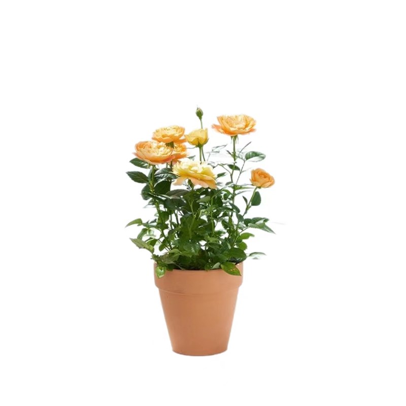 果汁玫瑰鲜花苞欧洲月季盆栽室内花卉净化空气桌面蔷薇阳台小绿植