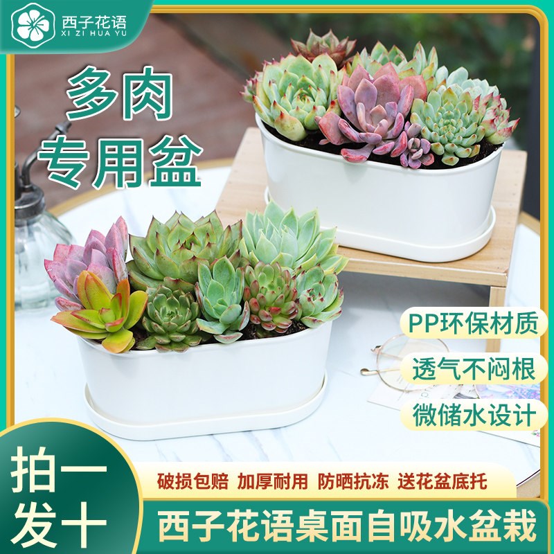 西子花语多肉花盆家用椭圆形花盆新款中小号专用花盆加厚盆栽盆子