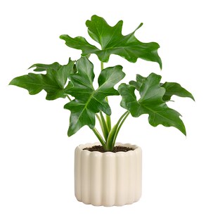 春羽绿植盆栽花卉观叶植物客厅办公桌面室内易养活四季常青吸甲醛