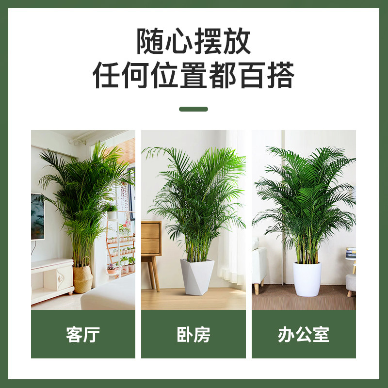 散尾葵植物盆栽客厅大型绿植室内落地大号绿植办公室凤尾竹盆景