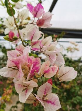 三角梅  漳红樱 百变红樱  花蝴蝶  原盆栽种扦插小苗不庭院
