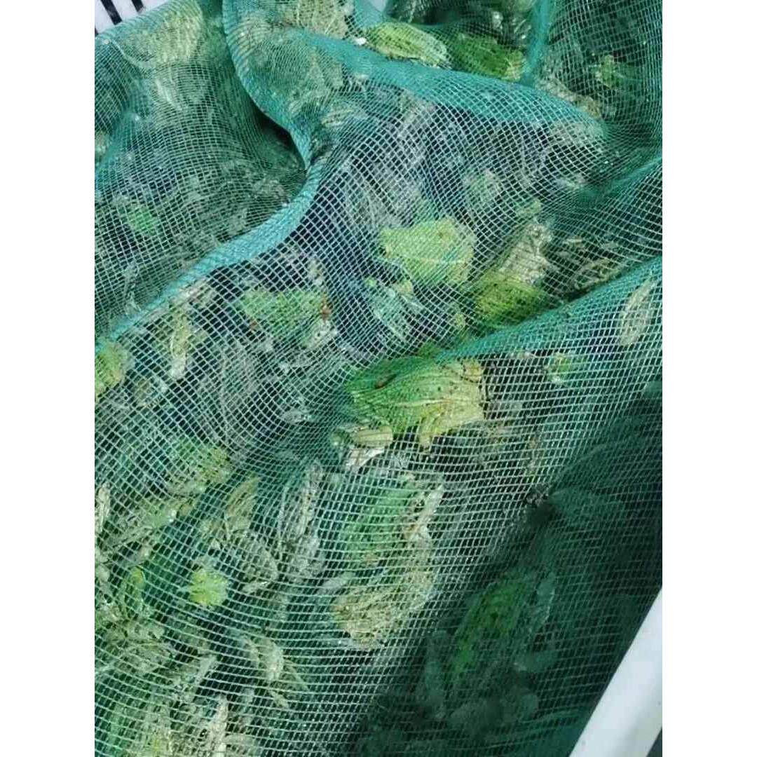装青蛙专用网袋装蛙纱网袋大号带抽绳装林蛙的细网密眼透气编织袋