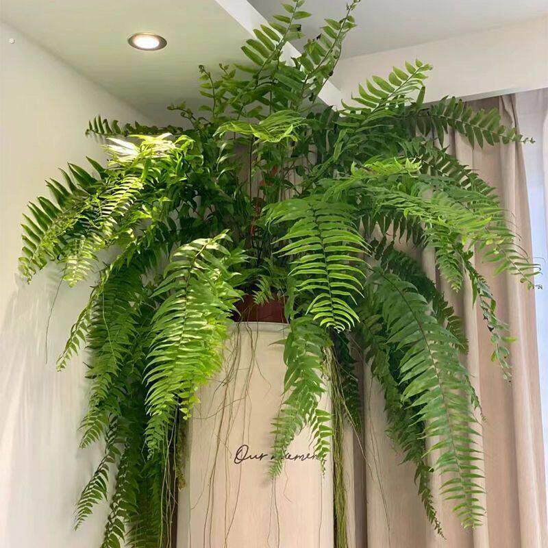 植迷者大霸王蕨长叶肾蕨波士顿观叶绿植网红室内盆栽植物热带雨林