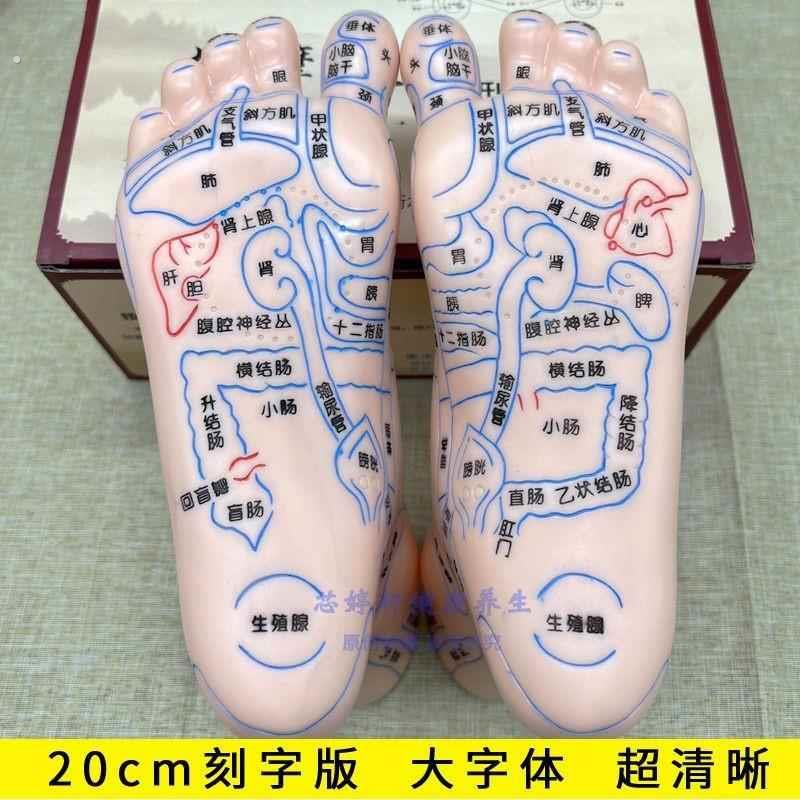 脚模型超清晰软质刻字脚模型反射区 点穴按摩足底穴位模型 足疗经