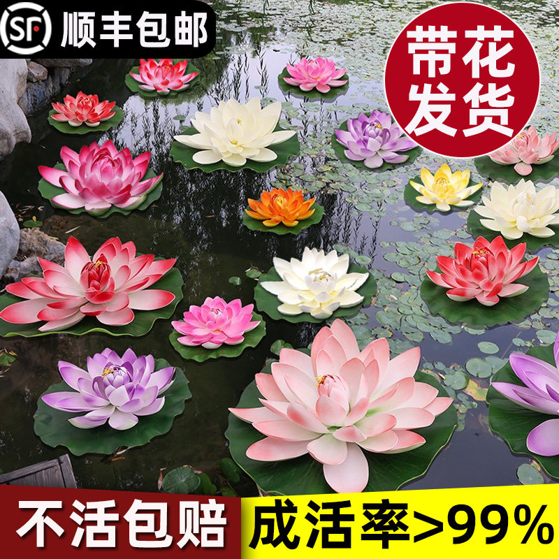 睡莲水培植物盆栽莲花池塘耐寒荷花水养花卉根部碗莲根茎带芽种藕