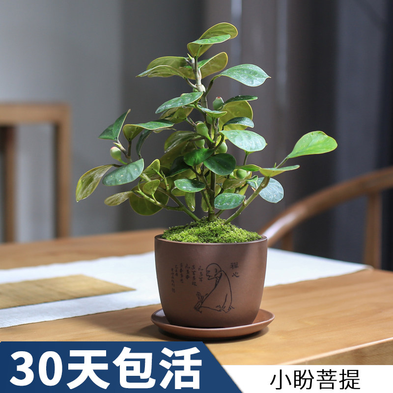 小盼菩提盆栽四季好养室内桌面植物花卉办公室绿植招财菩提树盆景