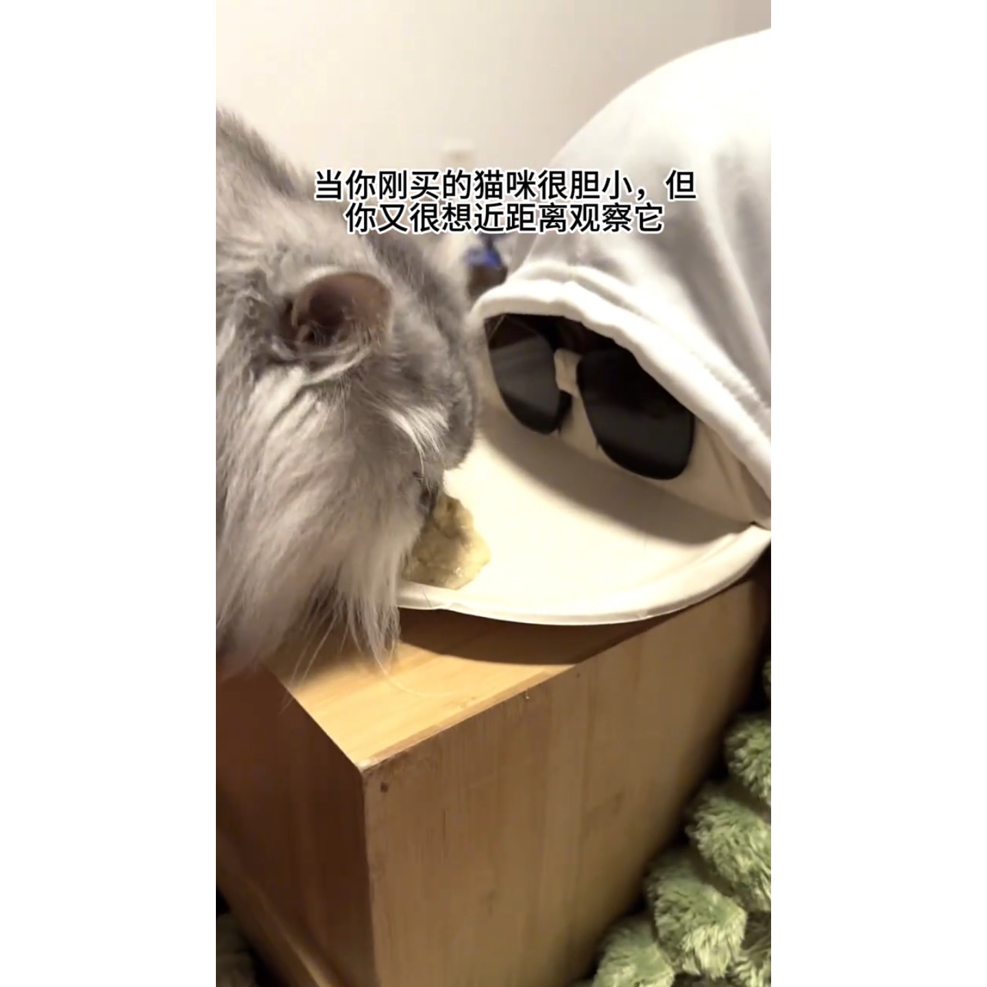 近距离观察猫咪吃饭的眼镜墨镜太阳镜李哩个李宠物创意护目镜框