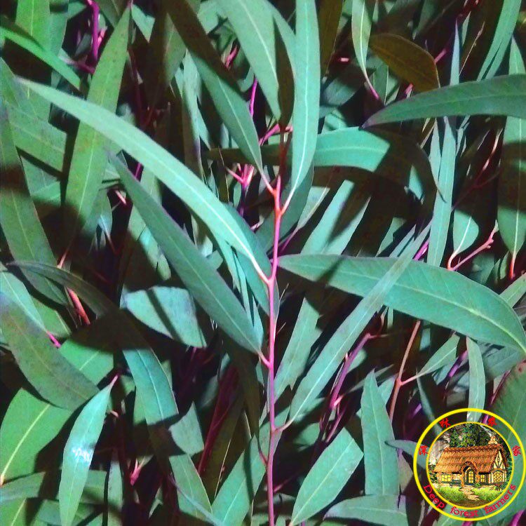桉树叶蜜袋鼯蜜袋鼬磨牙消毒除臭垫材用品桉树枝小蜜喜欢的玩具