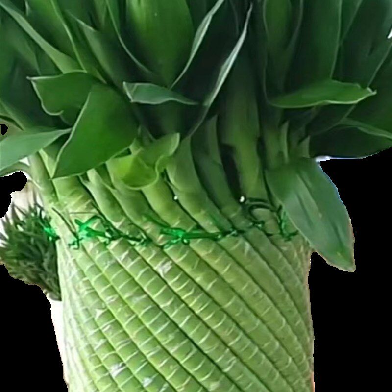观音竹编制富贵招财竹水培绿植物新房乔迁开业办公室呢客厅吸甲醛