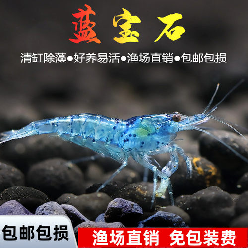 蓝宝石虾热带观赏鱼观赏虾除藻虾樱花虾淡水虾水晶虾好养耐活包邮
