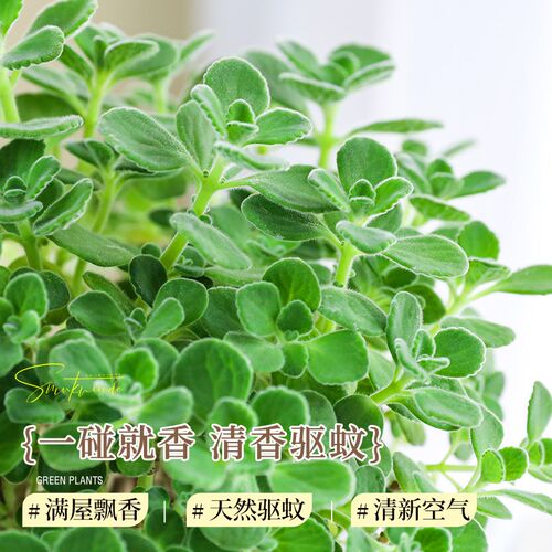 A级大盆碰碰香盆栽可食用大苗室内驱蚊绿植猫薄荷叶迷迭香草植物